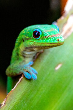 Madagascar Gold-Dusted Day Gecko in Hawaii