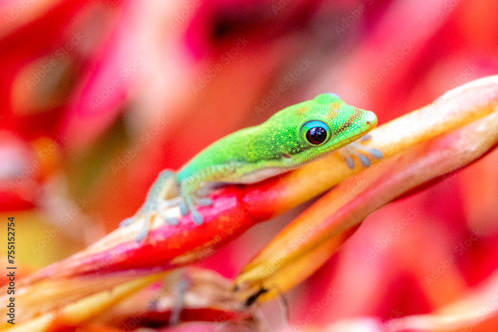 Canvas Prints Madagascar Gold-Dusted Day Gecko in Hawaii