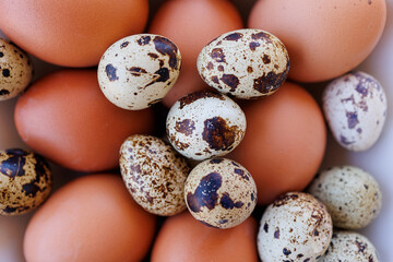chicken eggs and speckled quail eggs