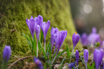 purple crocus flowers in spring