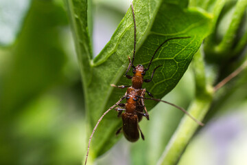 A macro photo of a small bug in nature outdoor