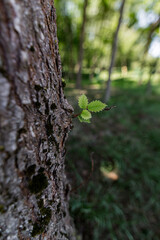 A tree with a little sprout growth with green leaves