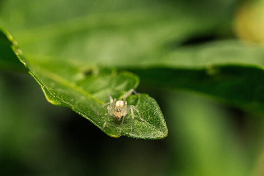 A macro photo of a spider on a green leaf in nature outdoors