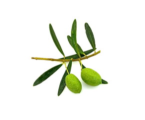 unripe olives isolated. olive branch on white background 
