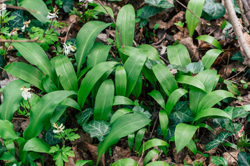 Obraz premium wild garlic in the forest