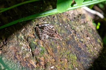 Northern leopard frogs hanging out in a mossy bog in Ontario, Canada.