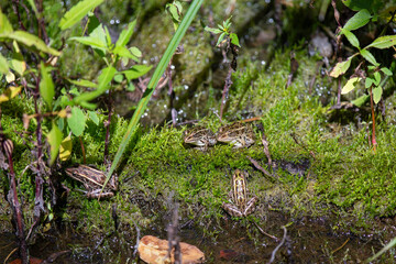 Naklejka na ściany i meble Northern leopard frogs hanging out in a mossy bog in Ontario, Canada.