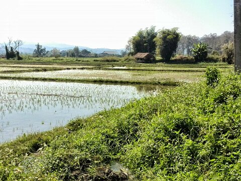 Chiang Dao Rice Filds Aruno Thai