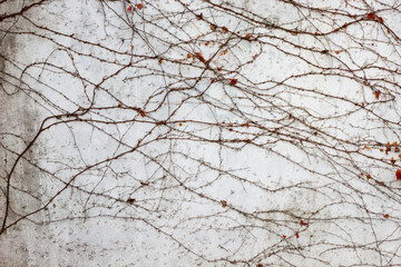 Bare intertwining branches against a grey concrete wall, with sparse leaves