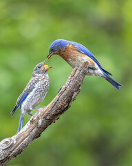 Male bluebird feeding mealworms to juvenile.