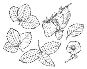 Vector strawberry line art illustration set with berries, leaves and flowers, hand drawn botanical outline drawing, monochrome sketch. Design elements for coloring book, background, pattern, packaging