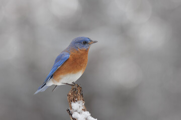 Male bluebird in snow isolated on gray 