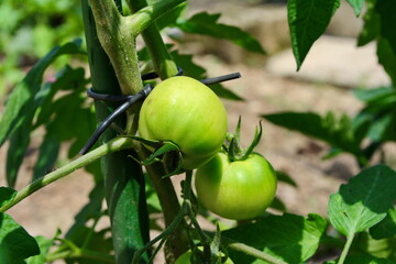 green tomatoes growing on the branches. It is cultivated in the garden.