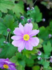 A beautiful cosmos flower with a bluish purple colour. Close up.  A lovely ornament to meadows and woods. 