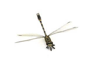 Dragonfly Onychogomphus lefebvrii (male) on a white background