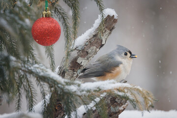 Tufted titmouse bird in the snow holiday