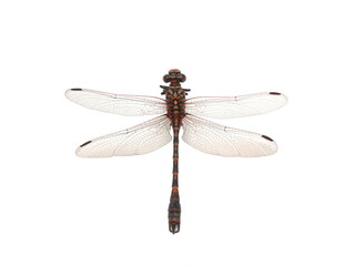 Dragonfly Onychogomphus lefebvrii (male) on a white background