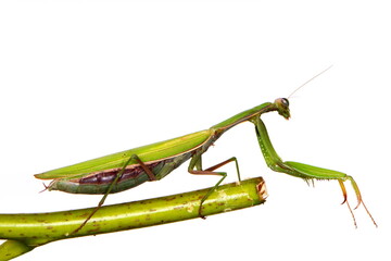 Female European Mantis or Praying Mantis, Mantis religiosa, in front of white background