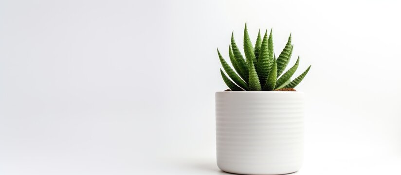 A small houseplant in a white flowerpot is displayed on a white background. The terrestrial plant with green leaves adds a touch of nature to the room