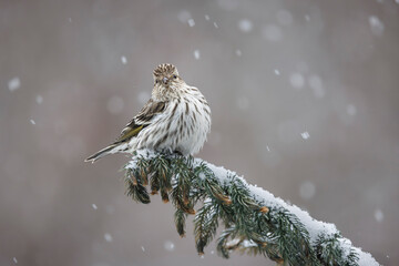 Pine Siskin bird on a branch in snow