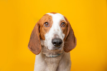 Portrait of mixed breed shelter dog on a bright yellow backdrop. Second chance photo, colorful dog...