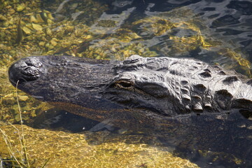 Alligator Kopf im Wasser, Everglades, Florida, Close Up