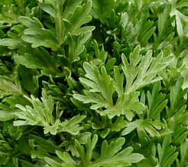 Artemisia absinthium background. Artemisia, mugwort, wormwood. 