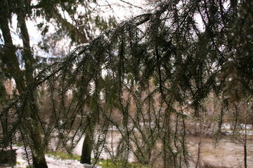 Naklejka premium Pine branches with snow