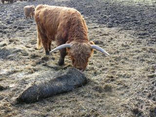 Fototapeta premium Graceful Wanderer: Majestic Brown Highland Cow, Calf, Grazing in the Early Spring Field. Sunset winter wildlife image. Cattle walking and grazing