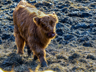 Graceful Wanderer: Majestic Brown Highland Cow, Calf, Grazing in the Early Spring Field. Sunset winter wildlife image. Cattle walking and grazing