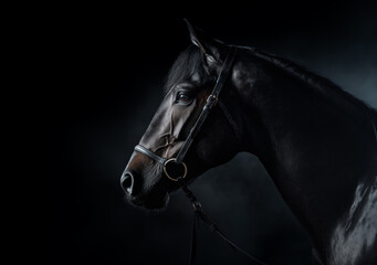 black stallion with long mane run against dramatic sky in dust a dark horse stands in the water in a pond at sunset in the darkness and of fog light a racer runner stallion beautiful photo close shot - Powered by Adobe