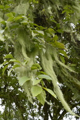 Flora ao longo do tempo