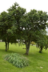 Vegetação baixa com árvores ao fundo e gramado