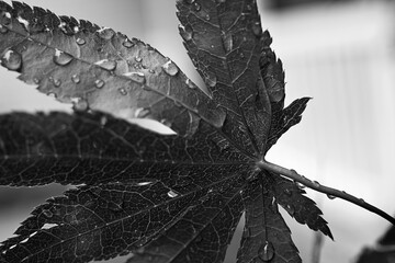 Maple Leaf with Water Droplets.  A close-up black and white photograph captures a leaf with water...