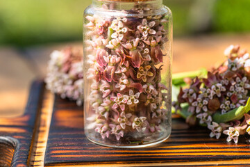 Beautiful white blooms of Asclepias syriaca, commonly known as common milkweed, adorn this glass apothecary bottle - obrazy, fototapety, plakaty