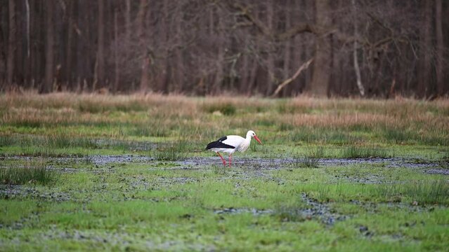 Klapperstorch in einem Sumpfgebiet bei der Nahrungssuche