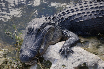 Alligator liegt am Ufer, Everglades, Florida 