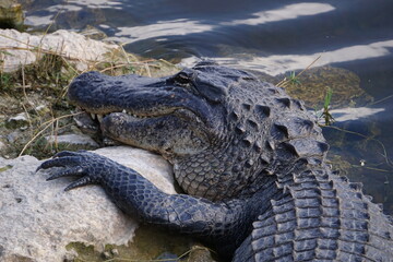 Alligator liegt am Ufer, Everglades, Florida, Close Up Kopf