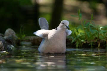  Collared-Dove , Streptopelia decaocto raises its wings in the water. Czechia.