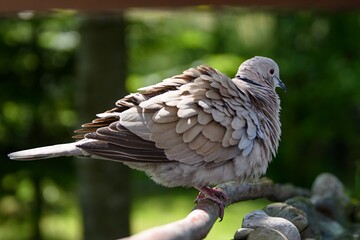 Collared-Dove , Streptopelia decaocto, puffy on a stick. Czechia. 