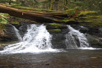 Fallen Tree and Water Falling