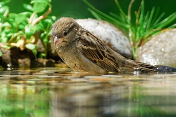 House sparrow, female looking thoughtfully into the water. Czechia.