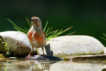  Linnet, Carduelis cannabina, male on a stone at a bird water hole. Czechia.