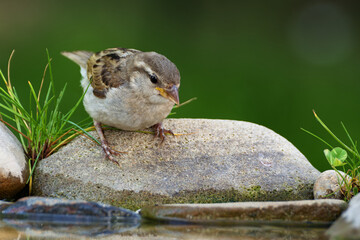 Juvenile sparrow on a stone by the water of a bird water hole. Czechia.