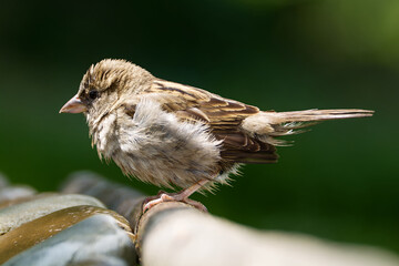  Puffy sparrow on a stick by the stones. Czechia.