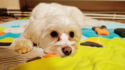 white pomeranian puppy