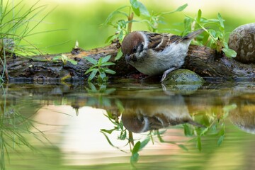 Tree sparrow by the water with budding willow stick. Reflection on the water. Czechia.