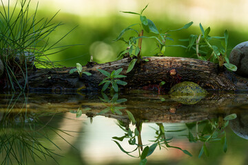 Still life by the water with a budding willow stick. Reflection on the water. Czechia.