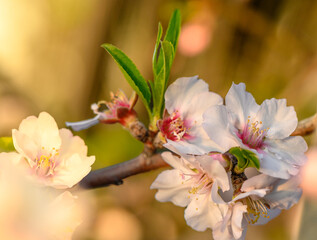 Obraz premium Spring nature background with lovely blooming almonds in pastel banner. Springtime concept 4