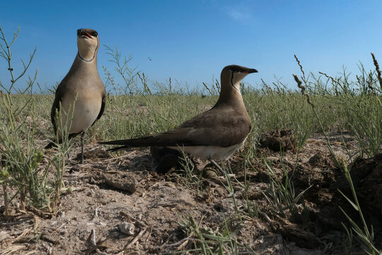 Pair of Black-winged pratincoles (Glareola nordmanni) near a nest with three eggs, Southern Kazakhstan